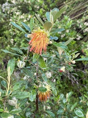 Diplolaena dampieri