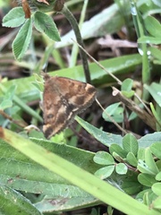 Pyrausta