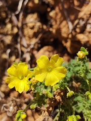 Oxalis densifolia