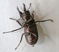 Prismognathus dauricus