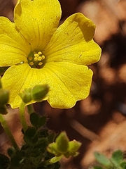 Oxalis densifolia
