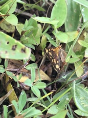 Pyrausta