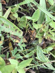Pyrausta