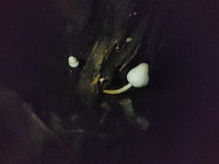 Leucoagaricus lacrymans