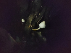 Leucoagaricus lacrymans
