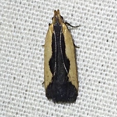 Dichomeris inserrata