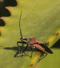 Rhynocoris segmentarius