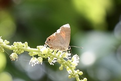 Deudorix epijarbas