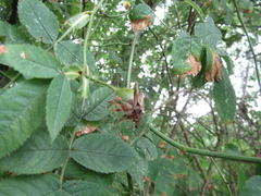 Rosa dimorpha