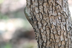 Sceloporus utiformis