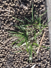 Poaceae