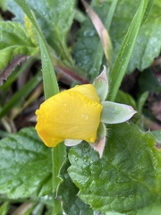 Hibbertia grossulariifolia