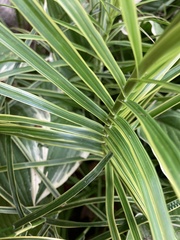 Carex muskingumensis