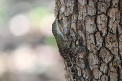 Sceloporus utiformis