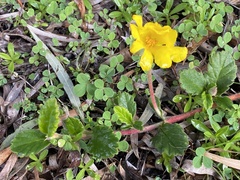 Hibbertia grossulariifolia