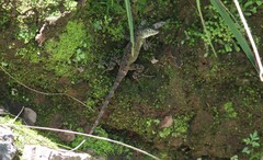 Sceloporus utiformis