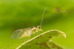 Stenopsocus stigmaticus