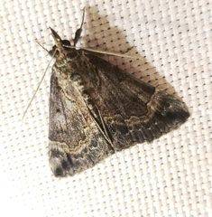 Hypena palparia
