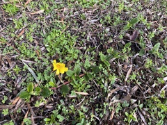 Hibbertia grossulariifolia