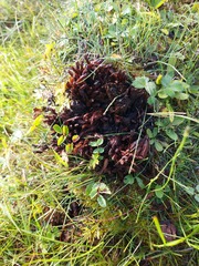 Mannagettaea hummelii