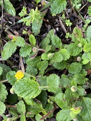 Hibbertia grossulariifolia
