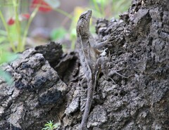 Sceloporus utiformis