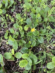 Hibbertia grossulariifolia