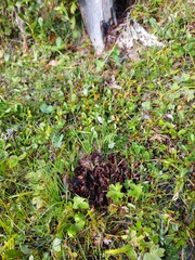 Mannagettaea hummelii