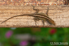 Anolis sagrei