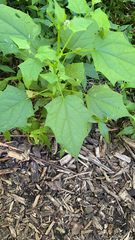 Chenopodiastrum simplex