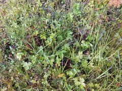 Mannagettaea hummelii