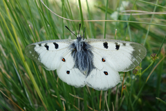 Parnassius nordmanni