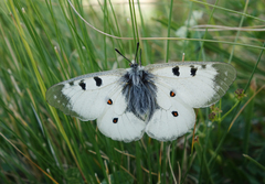 Parnassius nordmanni