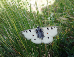 Parnassius nordmanni