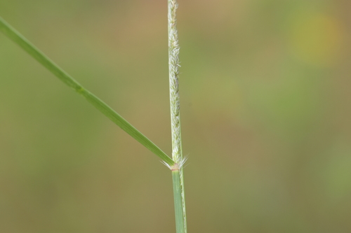 Sporobolus cryptandrus iNat (2)