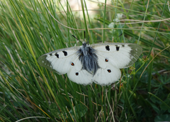Parnassius nordmanni