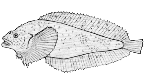 Okhotsk snailfish