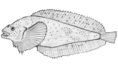 Okhotsk Snailfish photo 2