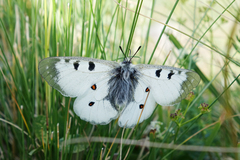 Parnassius nordmanni