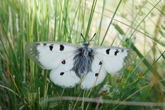 Parnassius nordmanni