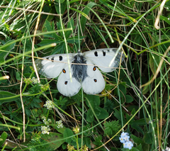 Parnassius nordmanni