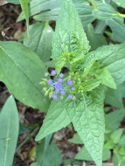 Conoclinium coelestinum