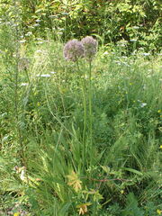 Allium senescens