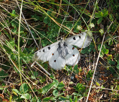 Parnassius nordmanni