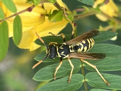Polistes dominula