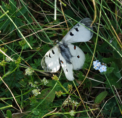Parnassius nordmanni