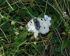 Parnassius nordmanni