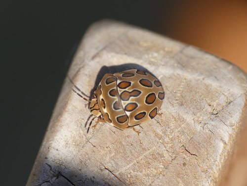 Brownspotted Shield Bug