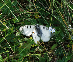 Parnassius nordmanni