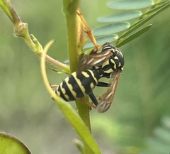 Polistes dominula